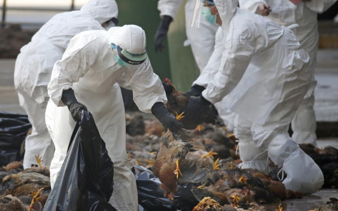 禽流感席卷尼泊尔 多地疫情暴增 23个地点检测出病情